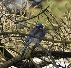 Aphelocoma californica