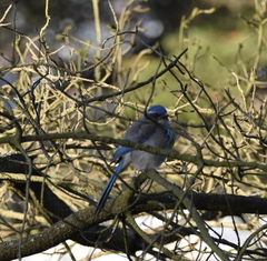 Aphelocoma californica