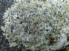 Protoparmeliopsis muralis