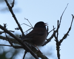 Junco hyemalis
