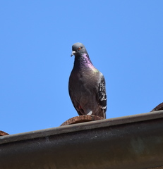 Columba livia domestica