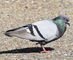 Columba livia domestica