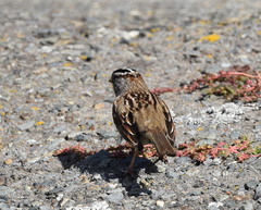 Zonotrichia leucophrys