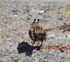 Zonotrichia leucophrys
