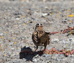 Zonotrichia leucophrys