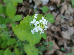 Alliaria petiolata