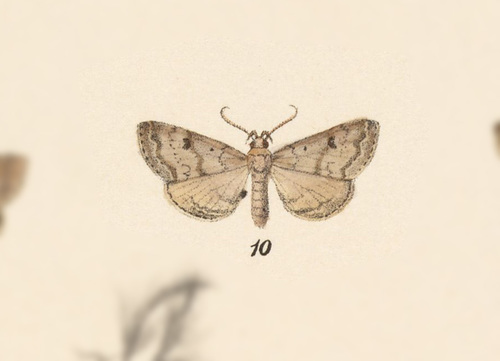 Physula anchisa