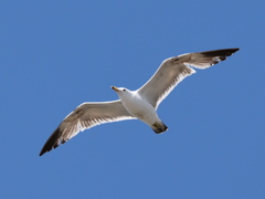 Larus californicus