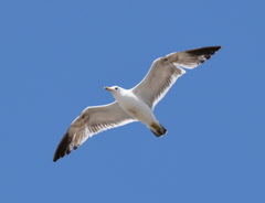 Larus californicus