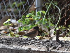 Junco hyemalis