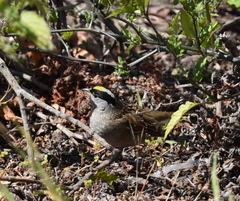 Zonotrichia atricapilla