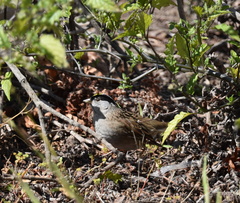 Zonotrichia atricapilla
