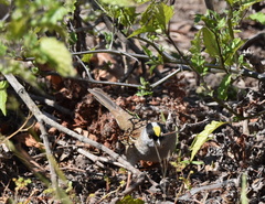 Zonotrichia atricapilla