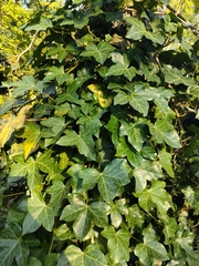 Hedera helix