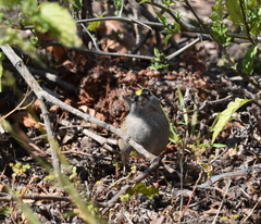 Zonotrichia atricapilla