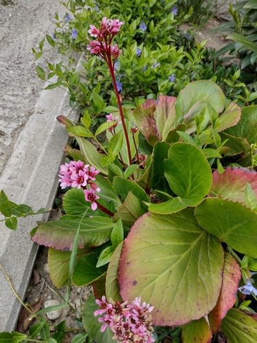 bergénia tučnolistá (Bergenia crassifolia)