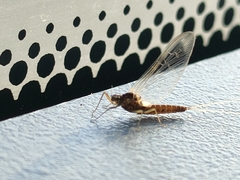 Ephemeroptera