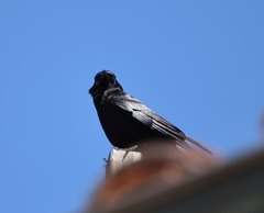 Corvus brachyrhynchos