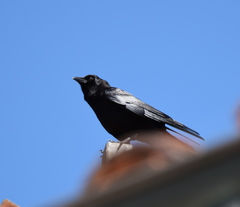Corvus brachyrhynchos