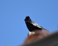 Corvus brachyrhynchos
