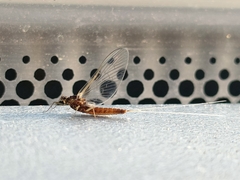 Ephemeroptera