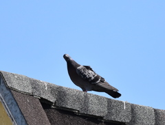 Columba livia domestica