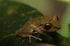 Eleutherodactylidae