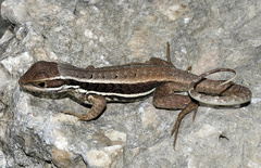 Leiocephalus cubensis