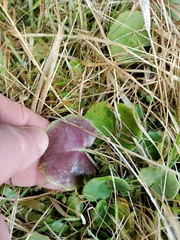 Soldanella montana