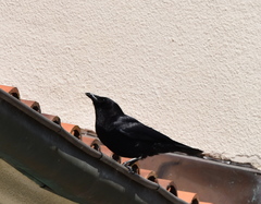 Corvus brachyrhynchos