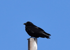 Corvus brachyrhynchos
