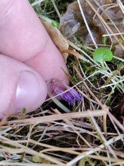 Soldanella montana