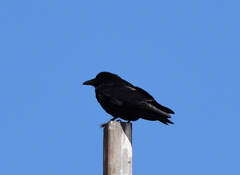 Corvus brachyrhynchos