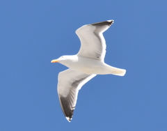Larus occidentalis