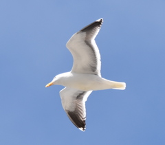 Larus occidentalis