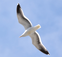 Larus occidentalis