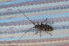 Monochamus obtusus