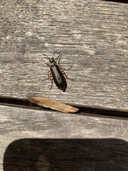 Lytta aenea