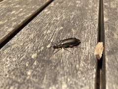 Lytta aenea