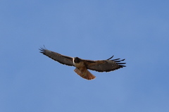 Buteo jamaicensis