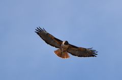 Buteo jamaicensis