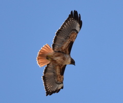 Buteo jamaicensis