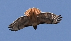 Buteo jamaicensis