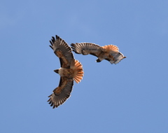 Buteo jamaicensis
