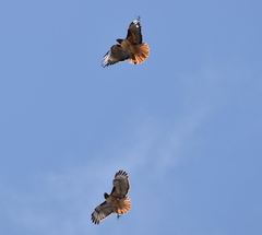 Buteo jamaicensis