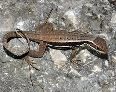 Leiocephalus cubensis