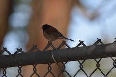 Junco hyemalis