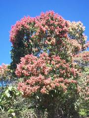 Triplaris melaenodendron