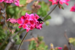 Bombus vosnesenskii