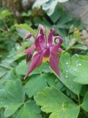 Aquilegia oxysepala